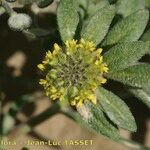 Alyssum simplex Lorea