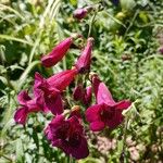 Penstemon barbatus Flower