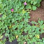 Oxalis purpurea অভ্যাস