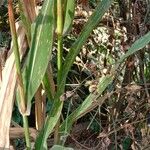 Sorghum bicolor Yaprak