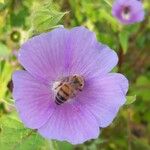 Anoda cristata Flower