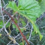 Vitis riparia Folha