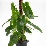 Philodendron burle-marxii Levél