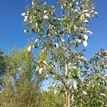 Populus alba عادت داشتن