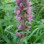 Pontechium maculatum Flower