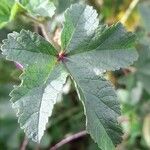 Malva setigera Leaf