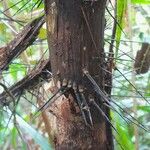 Bactris acanthocarpoides Cortiza
