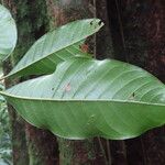 Pouteria reticulata Hoja