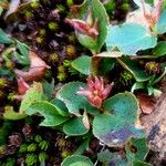 Salix herbacea Fruit