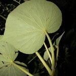 Begonia corredorana