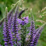 Veronica longifolia 形態