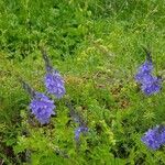 Veronica austriacaBloem