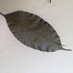 Ocotea leptobotra Leaf