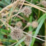 Dipsacus pilosus Fruto