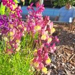 Linaria maroccana Flower