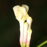 Bonafousia disticha Flor