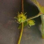 Pavonia urens Hoja