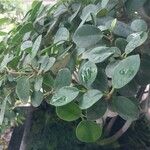 Ficus padana 葉