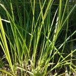 Carex vulpinoidea Hoja