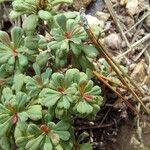 Limonium pseudominutum叶