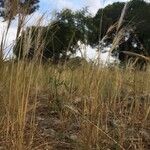 Stipa capillata Deilen