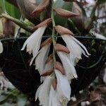 Coelogyne gardneriana Flor