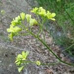 Biscutella incana Flor