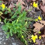 Ranunculus fascicularis Hostoa