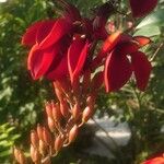 Erythrina crista-galli Flor