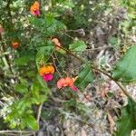 Chorizema ilicifolium फूल