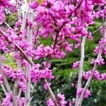 Cercis chinensis Blüte