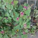 Chenopodium giganteum Blad