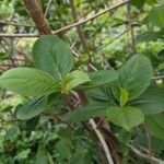 Aronia melanocarpa Leaf