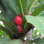 Ficus otophoroides Vrucht