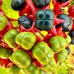 Clerodendrum speciosissimum Fruit