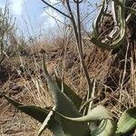 Aloe secundiflora Yeri