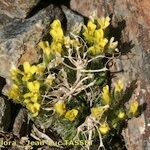 Draba hispanica Habitat