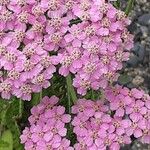 Achillea distans Blüte