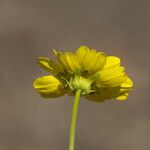 Coreopsis californica Λουλούδι