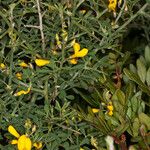 Calicotome spinosa Fleur