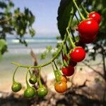 Solanum bahamense 果實