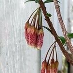 Agapetes incurvata Flower