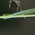 Panicum coloratum Leaf