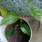 Monstera siltepecana Leaf