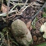 Dioscorea villosa Fruit