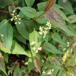 Persicaria microcephala Kvet