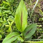 Curcuma zedoaria Folha