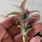 Dyckia brevifolia Лист