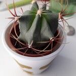 Ferocactus emoryi Leaf