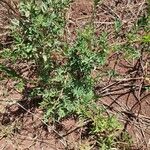 Indigofera arrecta Folha